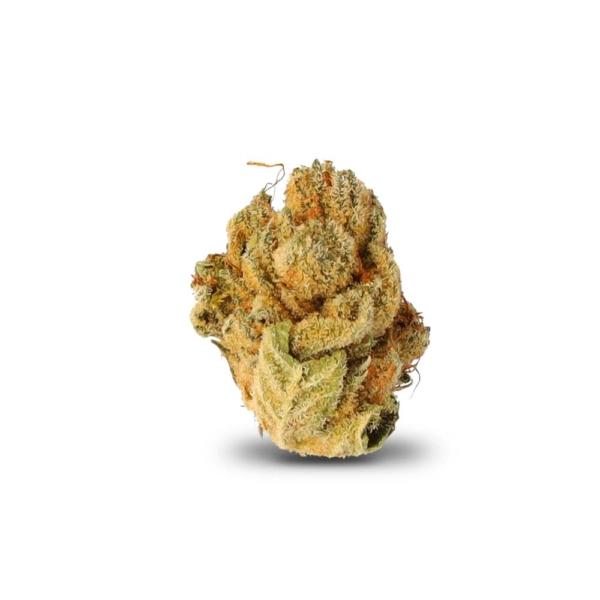White Gorilla