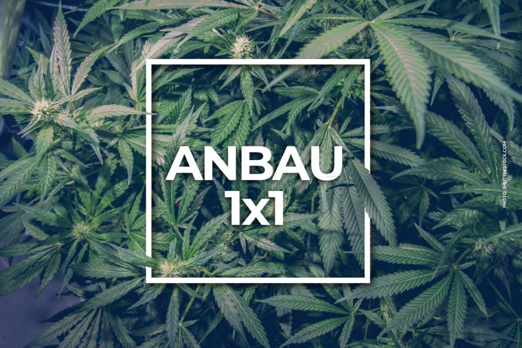 cannabis-anbau-ratgeber-anleitung-schritte-weed-gras-selbst-zuhause