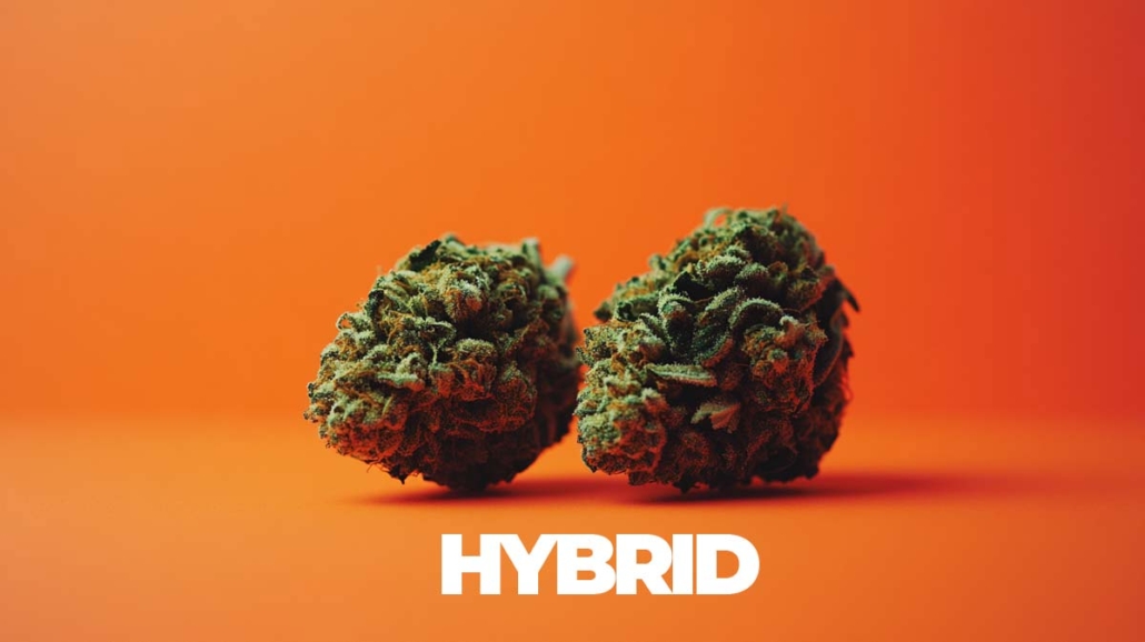 hybrid-energie-ruhe-cannabis-sorten-hanf-thc-wissen-wirkung-aroma-terpene