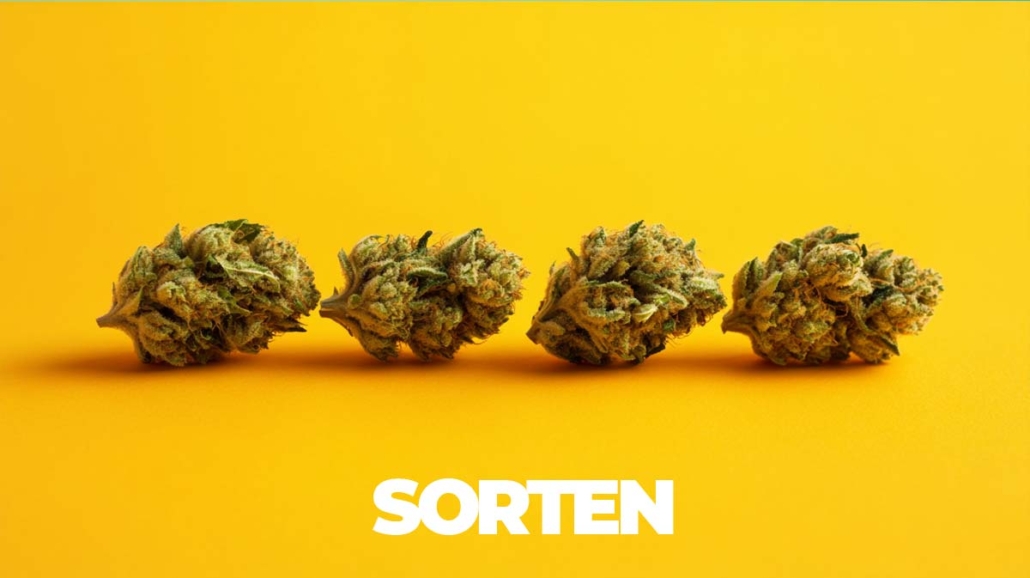 liste-cannabis-sorten-hanf-thc-wissen-wirkung-aroma-terpene-sativa-indica-hybrid-ruderalis