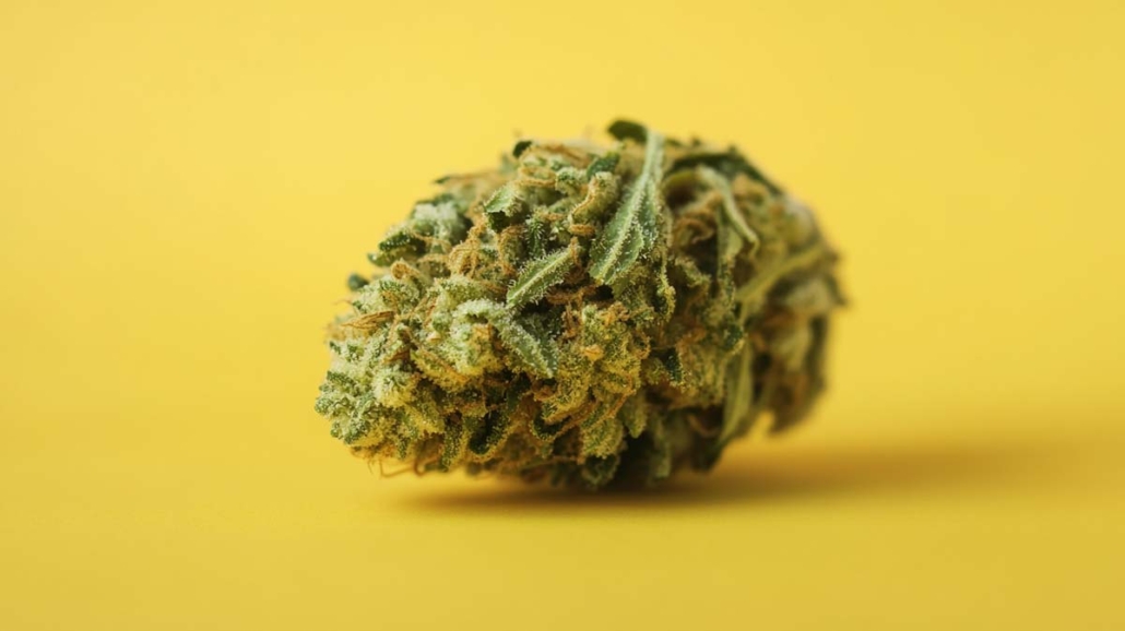 cannabis-sorte-hanf-weed-wiki-zkittlez-classic-usa