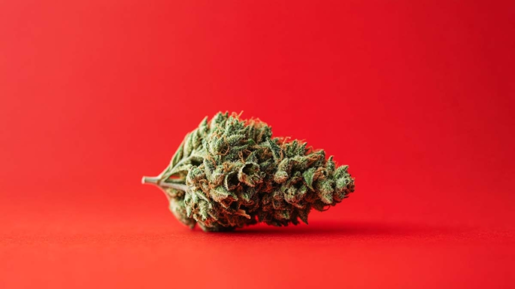 cannabis-sorte-wiki-hanf-weed-shop-hybrid-strawberry