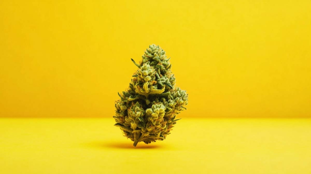 cannabis-sorte-wiki-hanf-weed-shop-sativa-energie-gorilla-glue