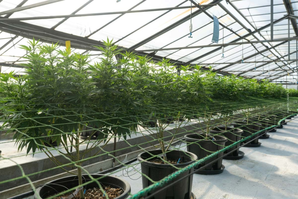 cannabis-plantage-deutschland-anbau-hanf-weed-marke-produktion-hersteller-cannazen-lollipopping-bluete-steigerung